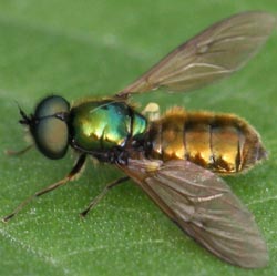 Chloromyia formosa